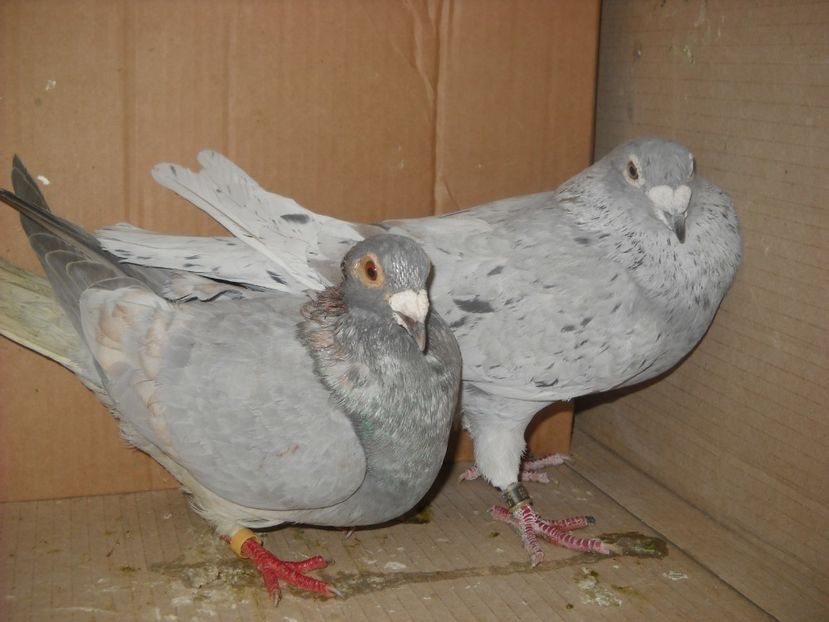  - UNDEVA IN SUCEAVA arhiva