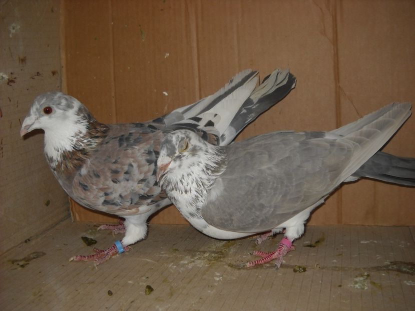  - UNDEVA IN SUCEAVA arhiva