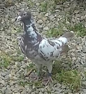 20190311_133509-1-1 - 52 porumbei 2