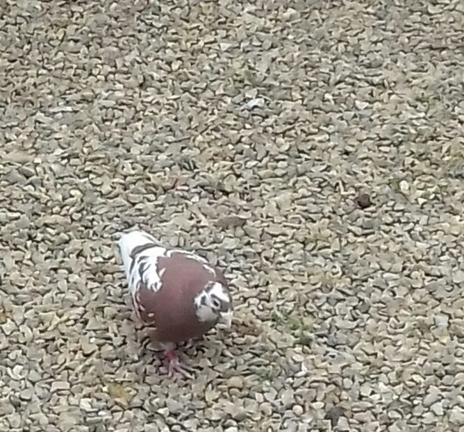 20190311_133625-3 - 52 porumbei 2