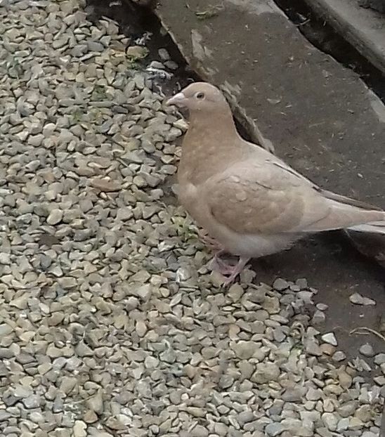 20190311_133851-3 - 52 porumbei 2