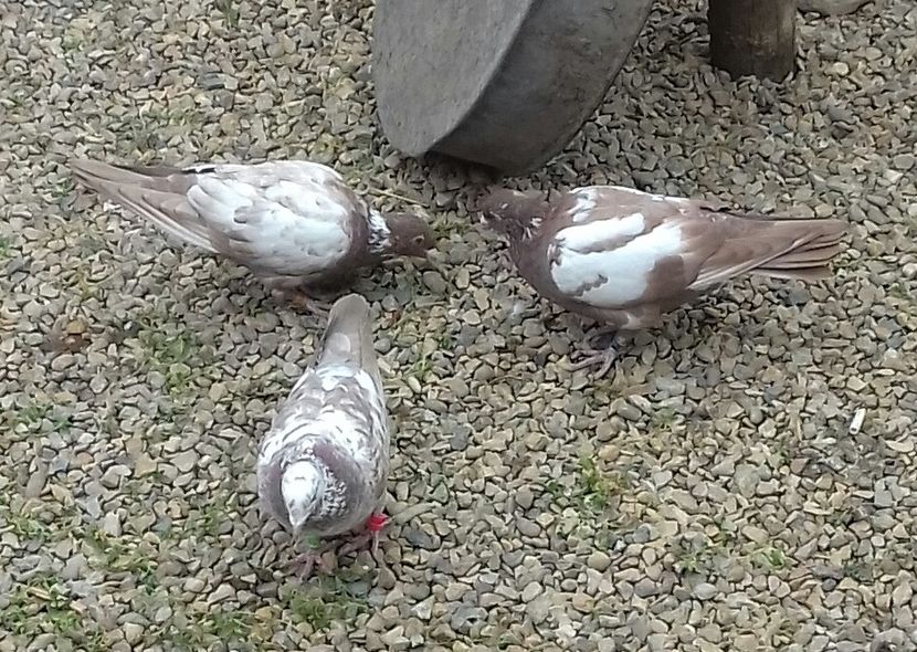 20190311_133851-1 - 52 porumbei 2