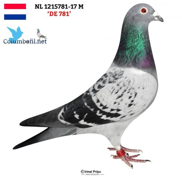NL 1215781-17 Mx - Porumbei matcă