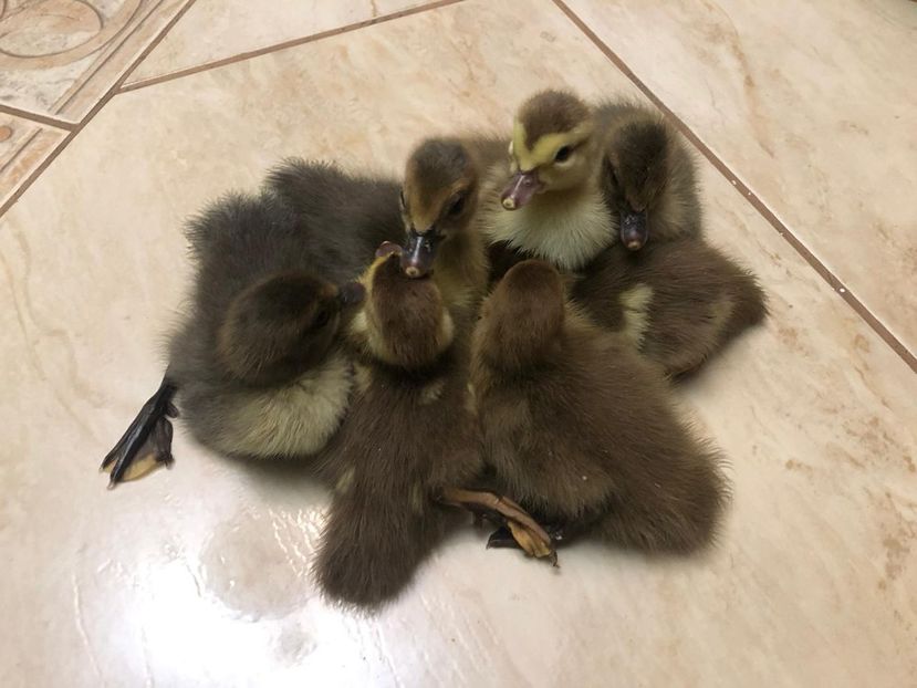 pufosi - Bomboane asortate 2019