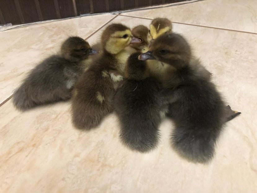 warzenenten - Bomboane asortate 2019