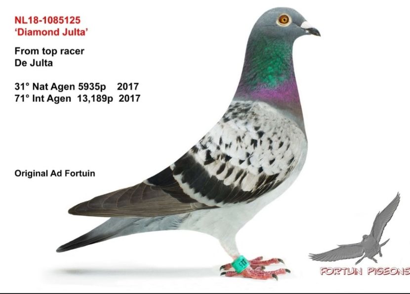 Screenshot_20181218_211036 - Prasila