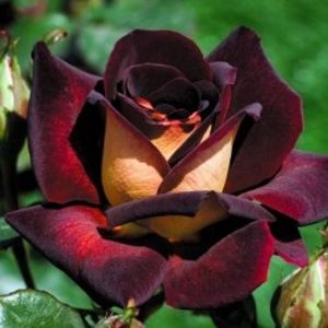 trandafir-teahibrid-eddy-mitchell - TRANDAFIRII MEI