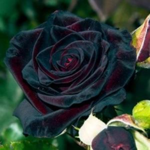 trandafir-teahibrid-black-baccara3 - TRANDAFIRII MEI