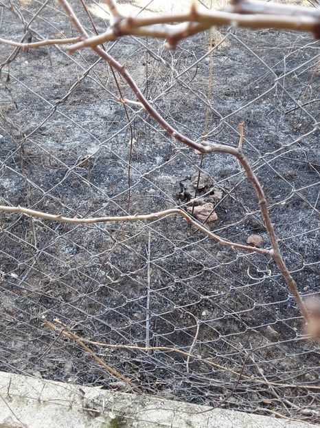  - Incendiu langa gard martie 2019