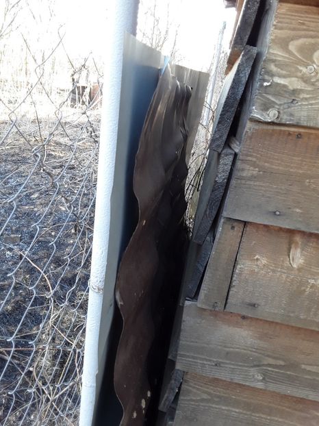  - Incendiu langa gard martie 2019