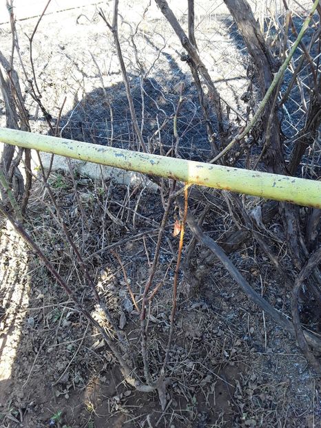  - Incendiu langa gard martie 2019