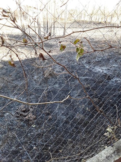  - Incendiu langa gard martie 2019