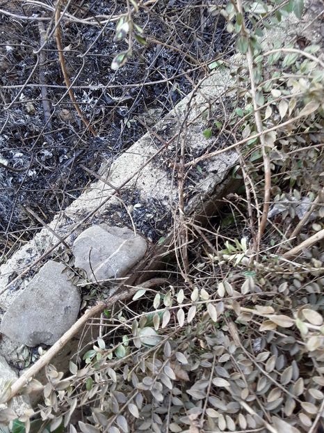  - Incendiu langa gard martie 2019