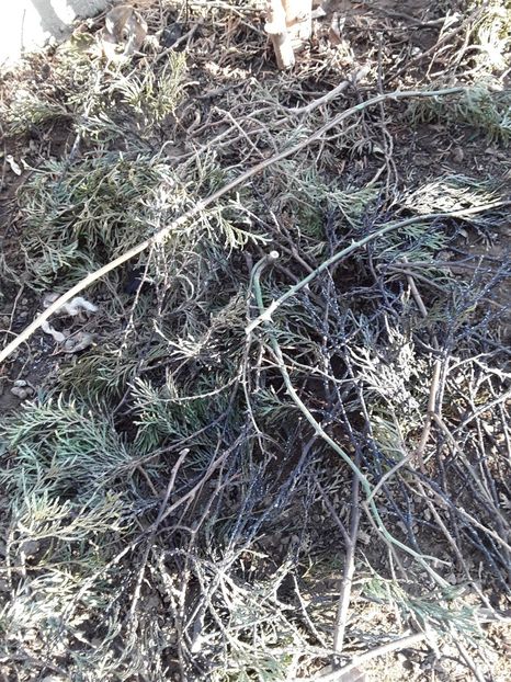  - Incendiu langa gard martie 2019