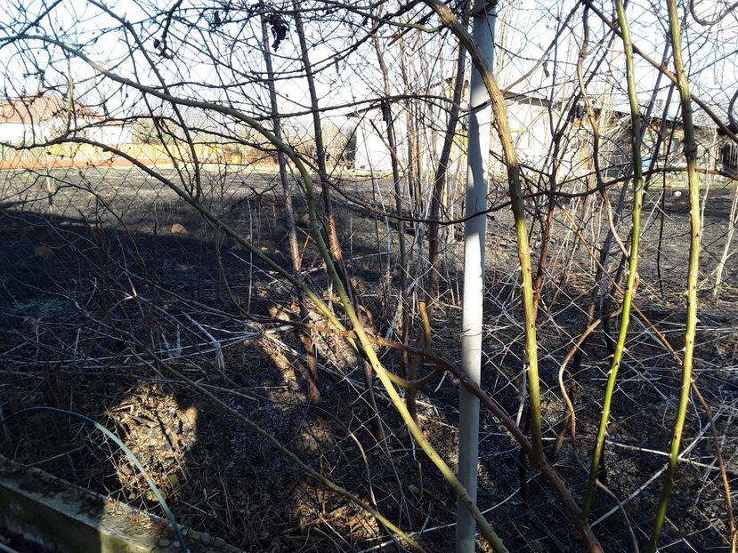  - Incendiu langa gard martie 2019