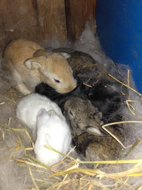  - Cuib berbec german 21-02-2019