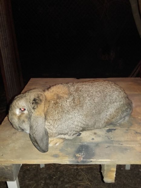 Aguti - Cuib berbec german 21-02-2019