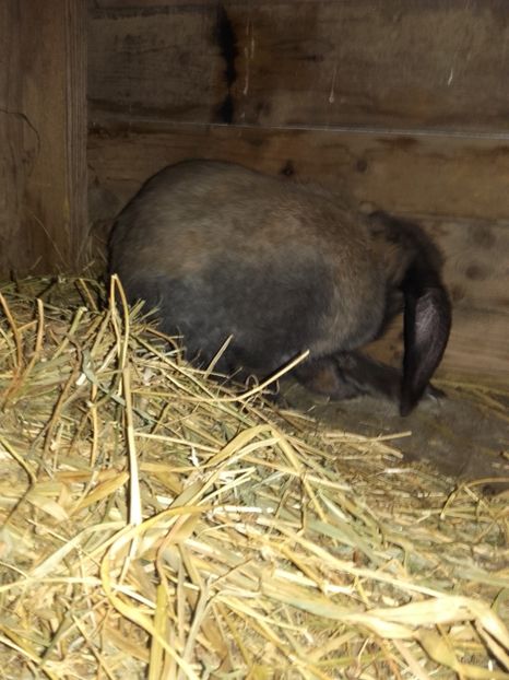 Mama puilor!!! - Cuib berbec german 21-02-2019