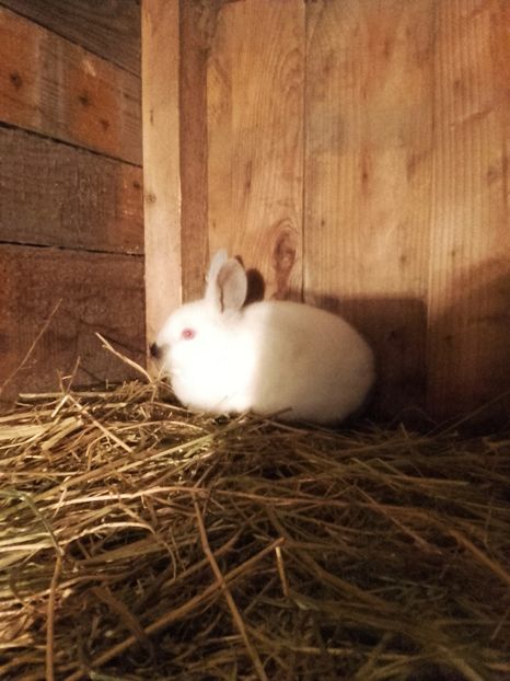  - Californieni achizitie noua!!! Cuib din 14-12-2018