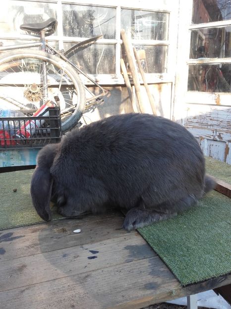 Mascul albastru!!! - Berbec German Aprilie 2018