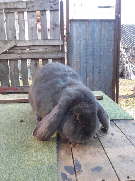 Berbec german!albastru!!! - Berbec German Aprilie 2018