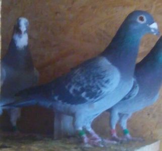 Femela 14-1140203(13 clasari) - Porumbei voiajori la matca