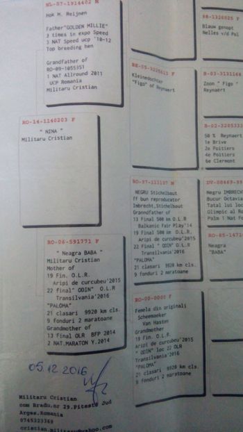 Pedigreu 14-203 - Porumbei voiajori la matca