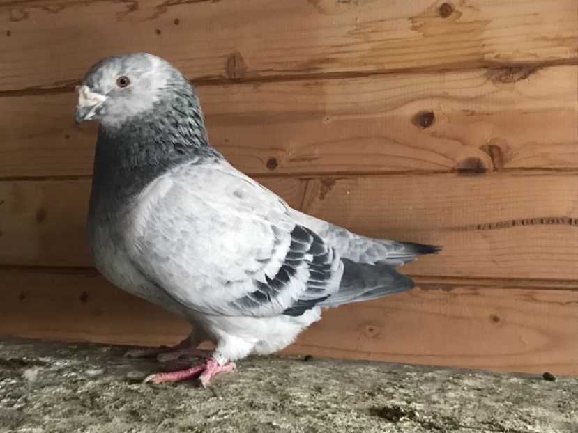 Mascul - 1-standard matca 2019