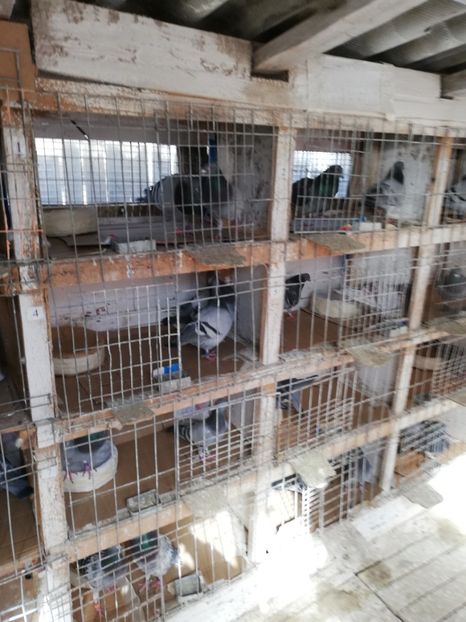  - 8 MARTIE-2019-IMPERECHERE