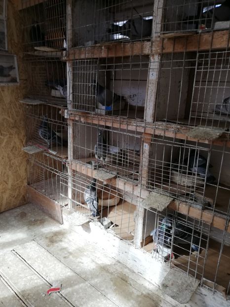  - 8 MARTIE-2019-IMPERECHERE