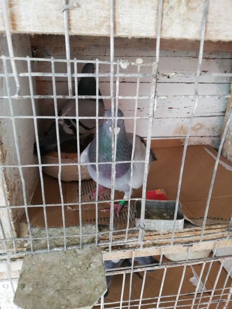  - 8 MARTIE-2019-IMPERECHERE