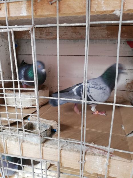  - 8 MARTIE-2019-IMPERECHERE