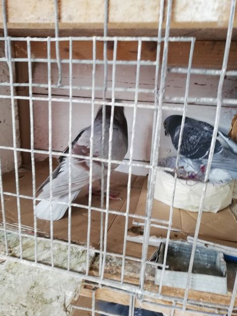  - 8 MARTIE-2019-IMPERECHERE