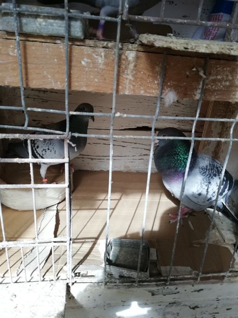  - 8 MARTIE-2019-IMPERECHERE