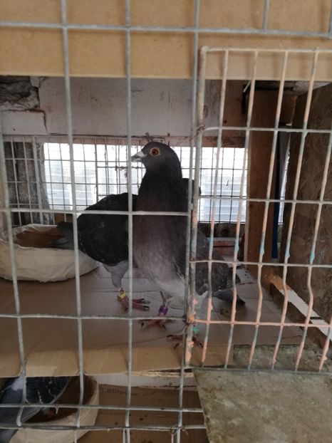  - 8 MARTIE-2019-IMPERECHERE