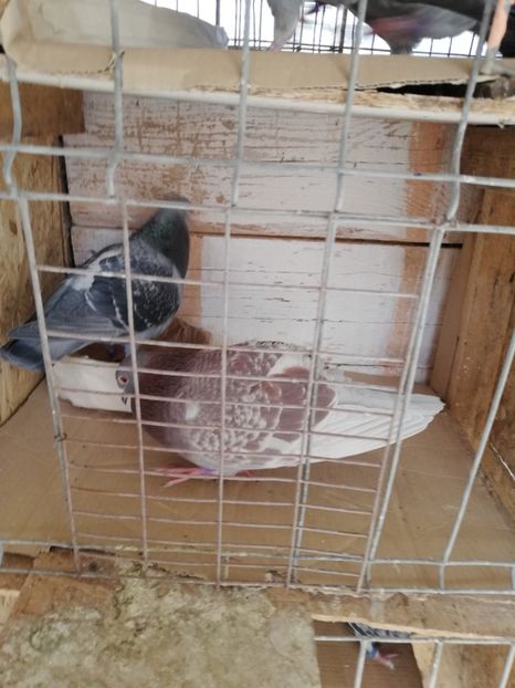  - 8 MARTIE-2019-IMPERECHERE