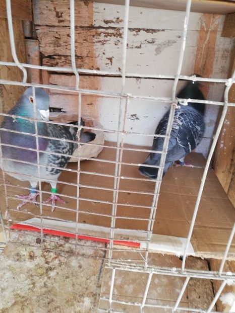  - 8 MARTIE-2019-IMPERECHERE