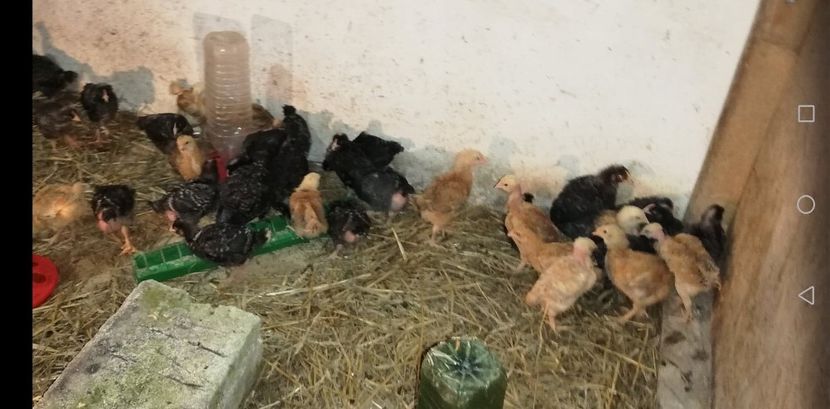  - 0-2019 - De prin curte