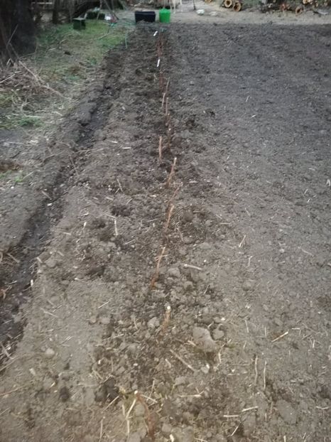  - 0-2019 - De prin curte