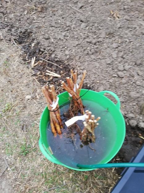  - 0-2019 - De prin curte