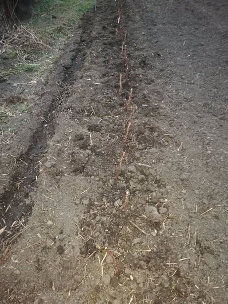  - 0-2019 - De prin curte