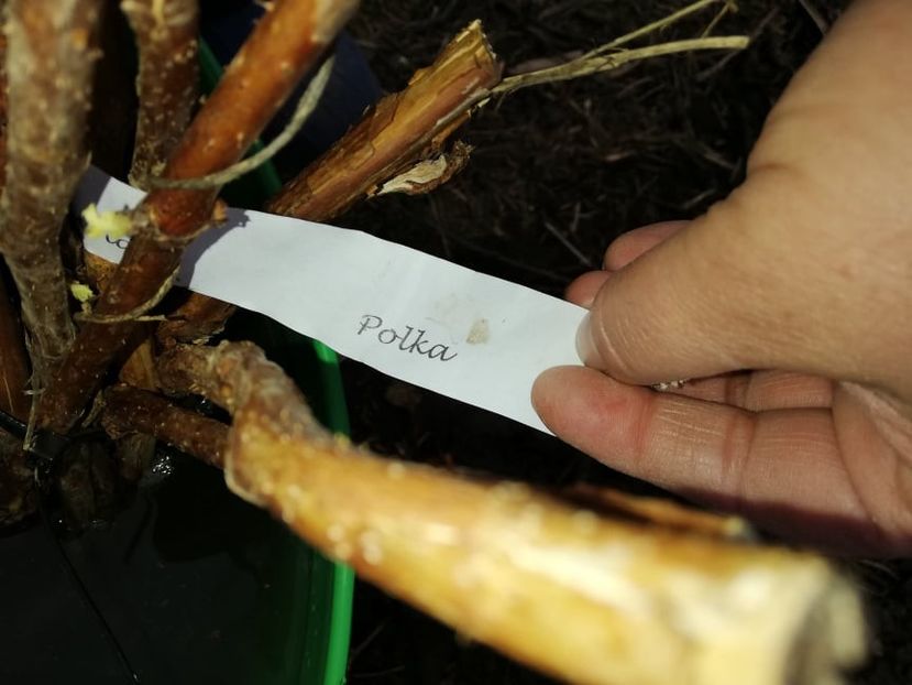  - 0-2019 - De prin curte