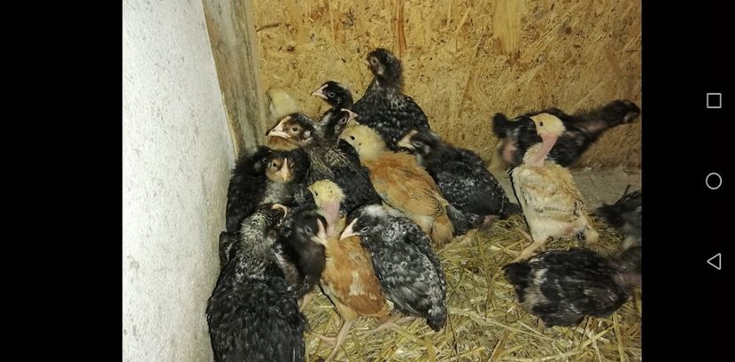  - 0-2019 - De prin curte