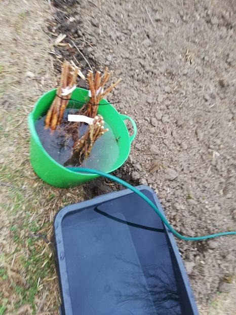  - 0-2019 - De prin curte