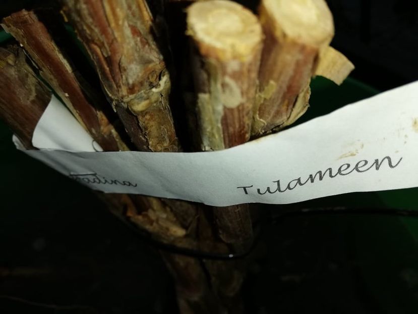  - 0-2019 - De prin curte