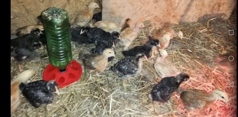  - 0-2019 - De prin curte