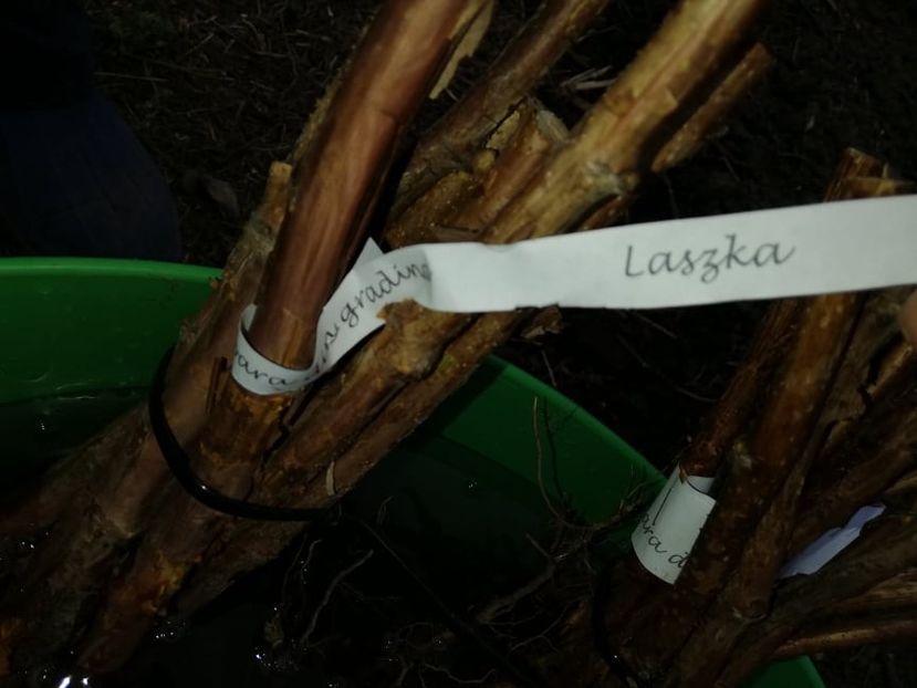  - 0-2019 - De prin curte