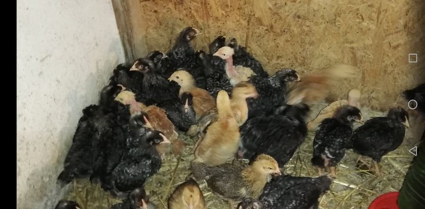  - 0-2019 - De prin curte