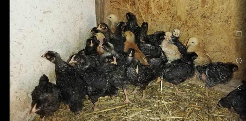  - 0-2019 - De prin curte