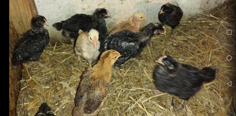  - 0-2019 - De prin curte